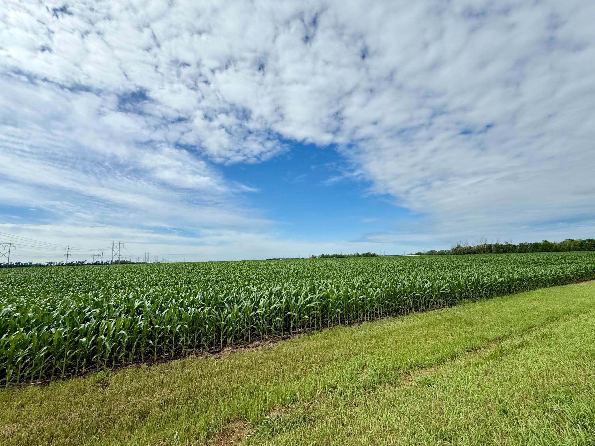 Currently Corn planted