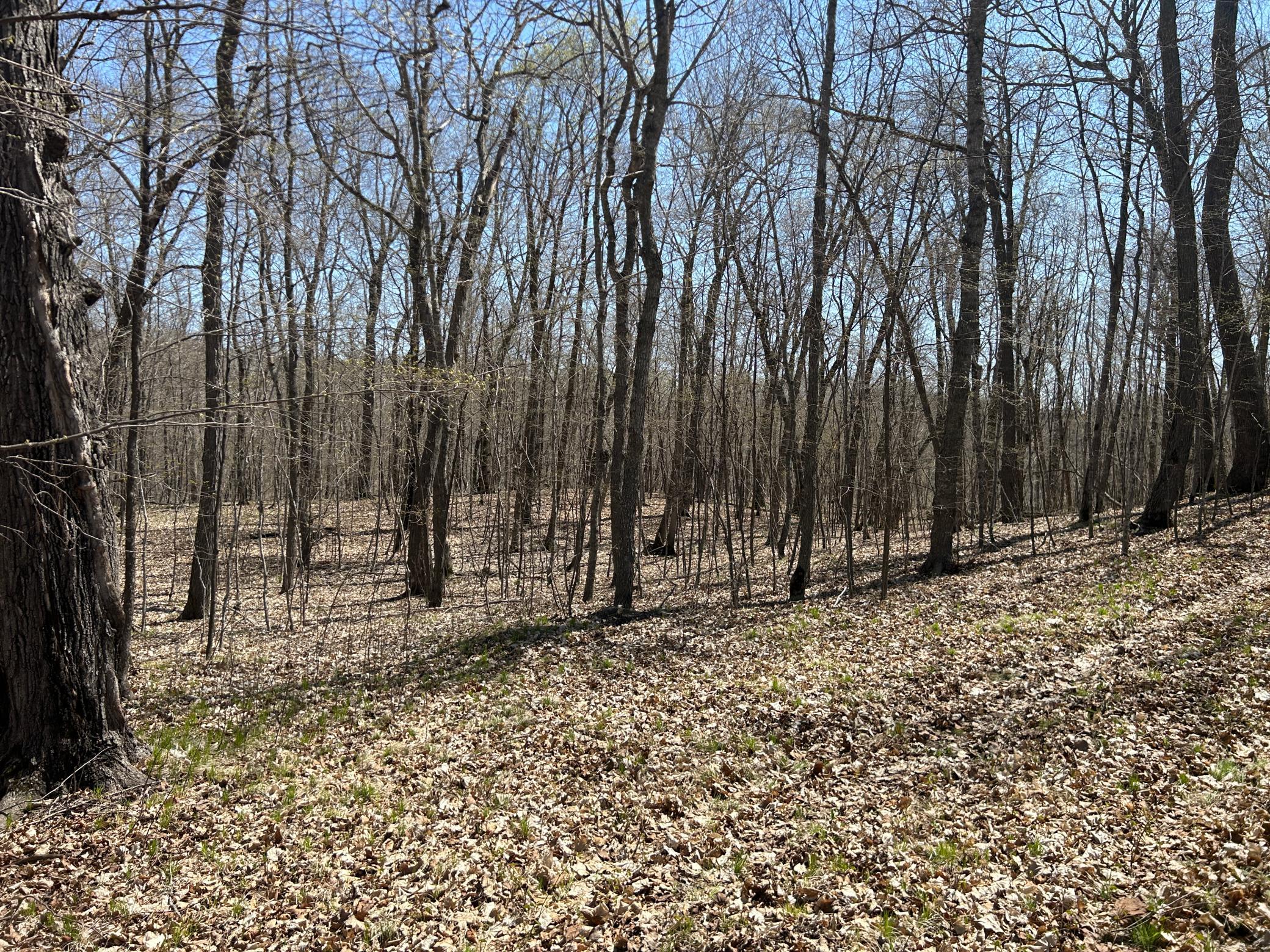 Established Trail From North Driveway.JPG