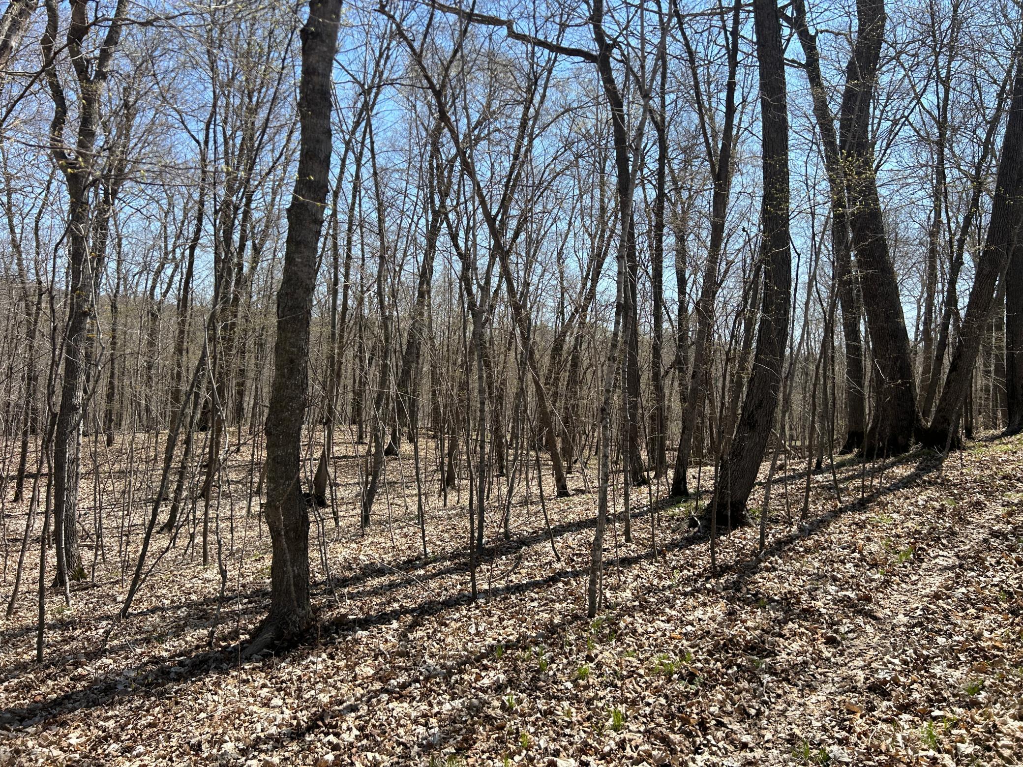 Mature Trees.JPG