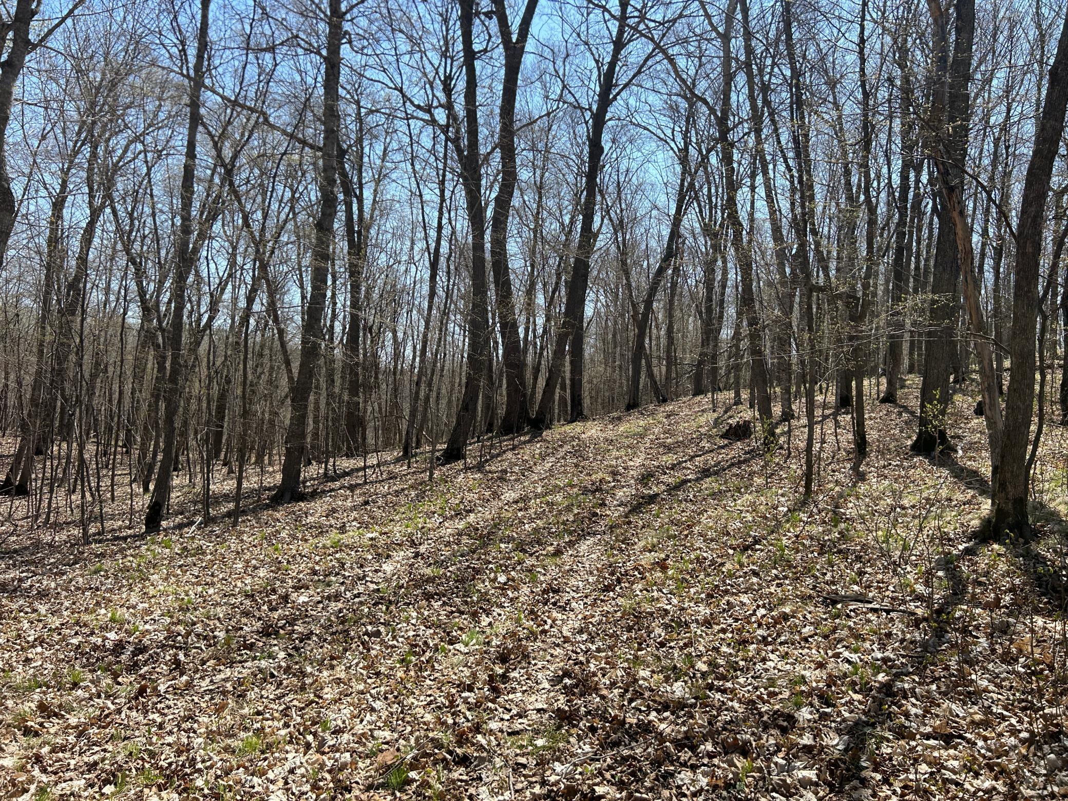 Established Trail From North Driveway.JPG