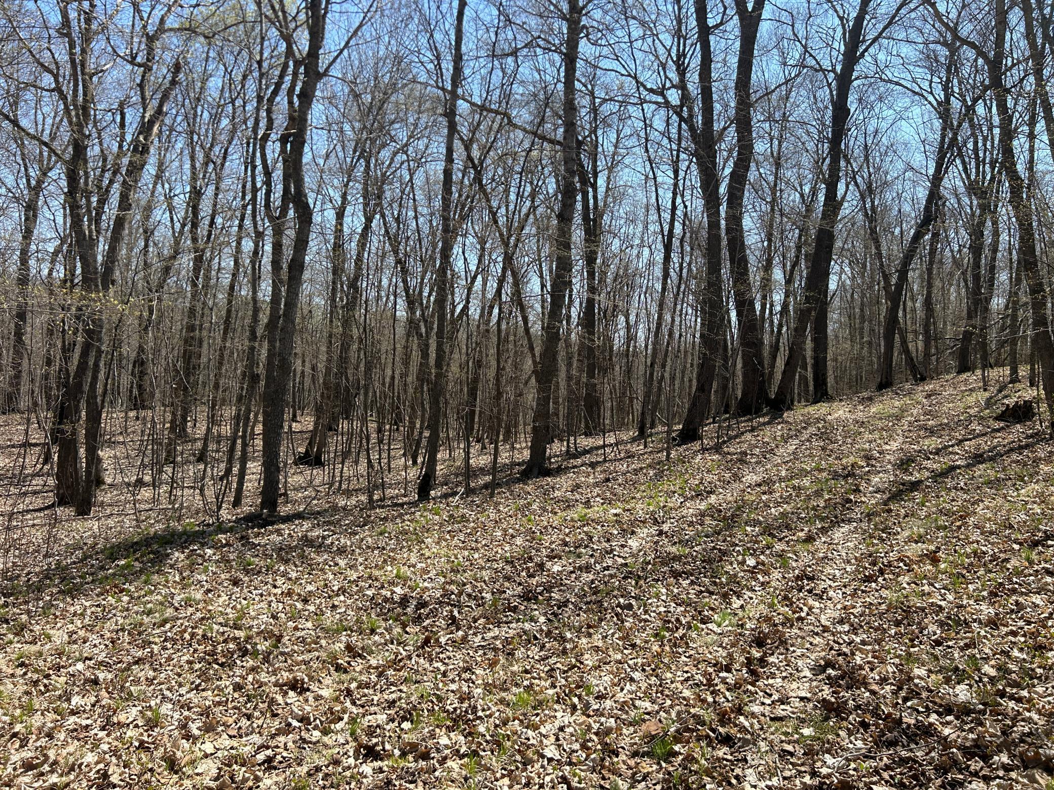 Established Trail From North Driveway.JPG
