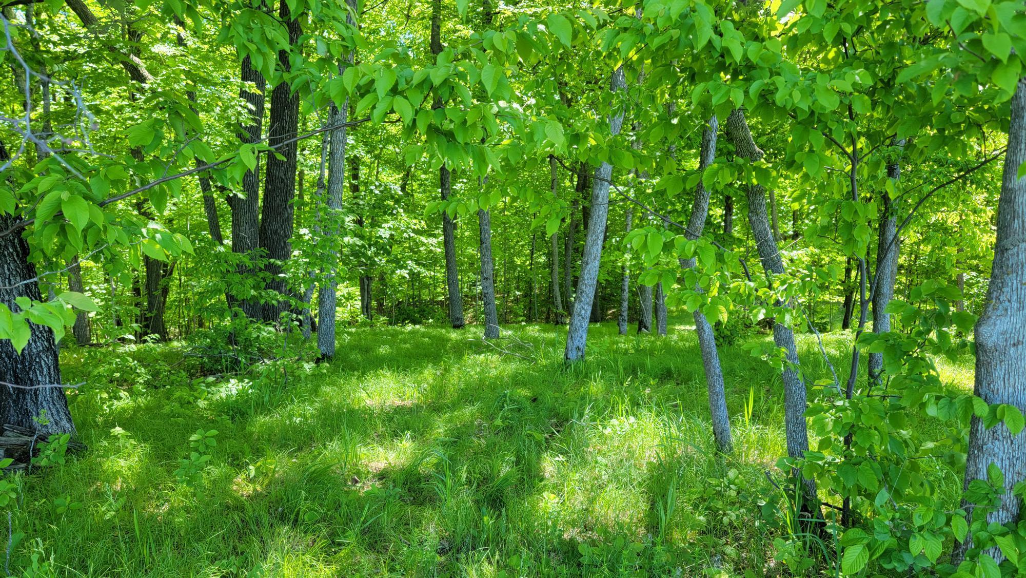 Mature Shade Trees.jpg