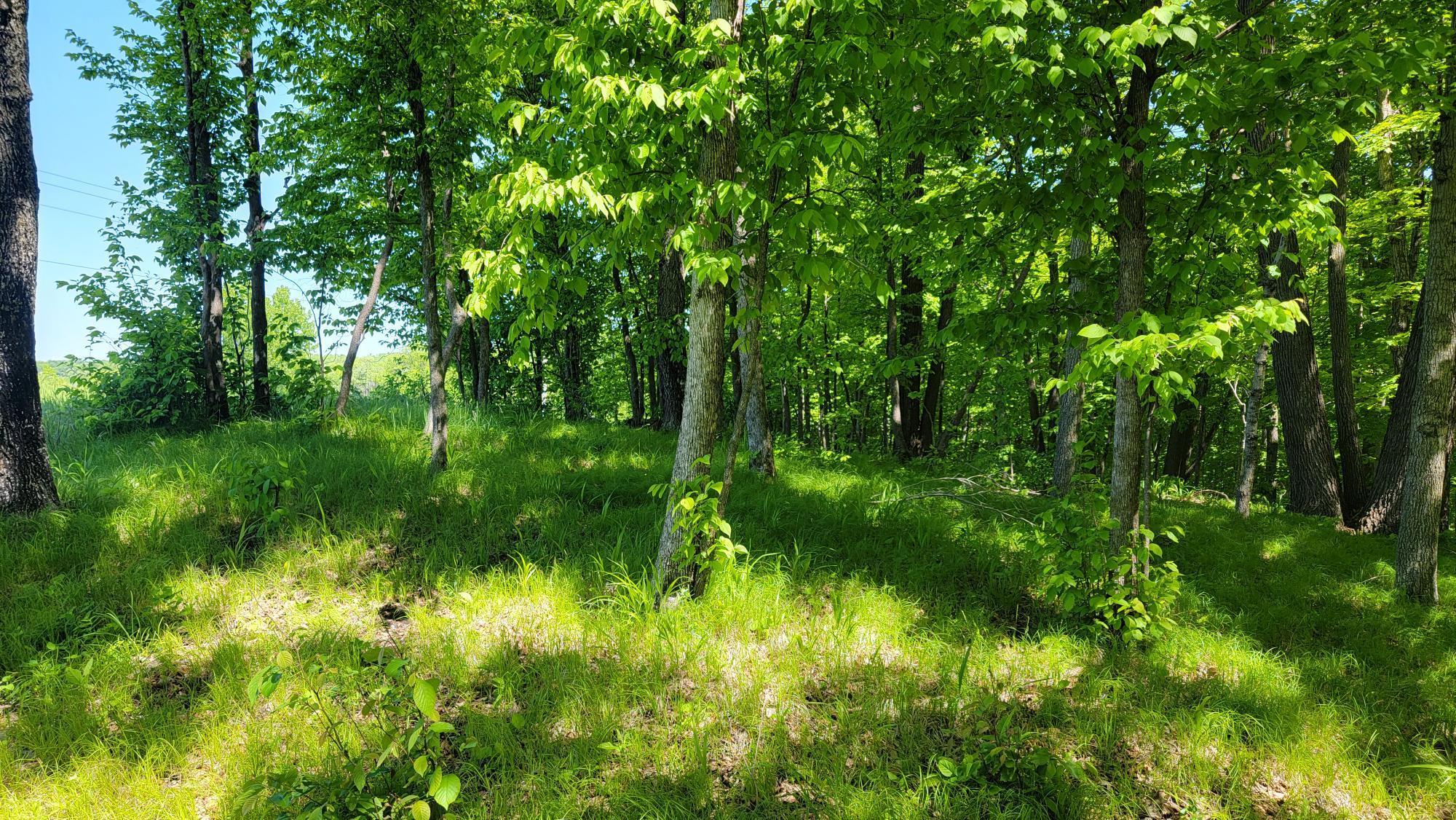 Mature Shade Trees.jpg