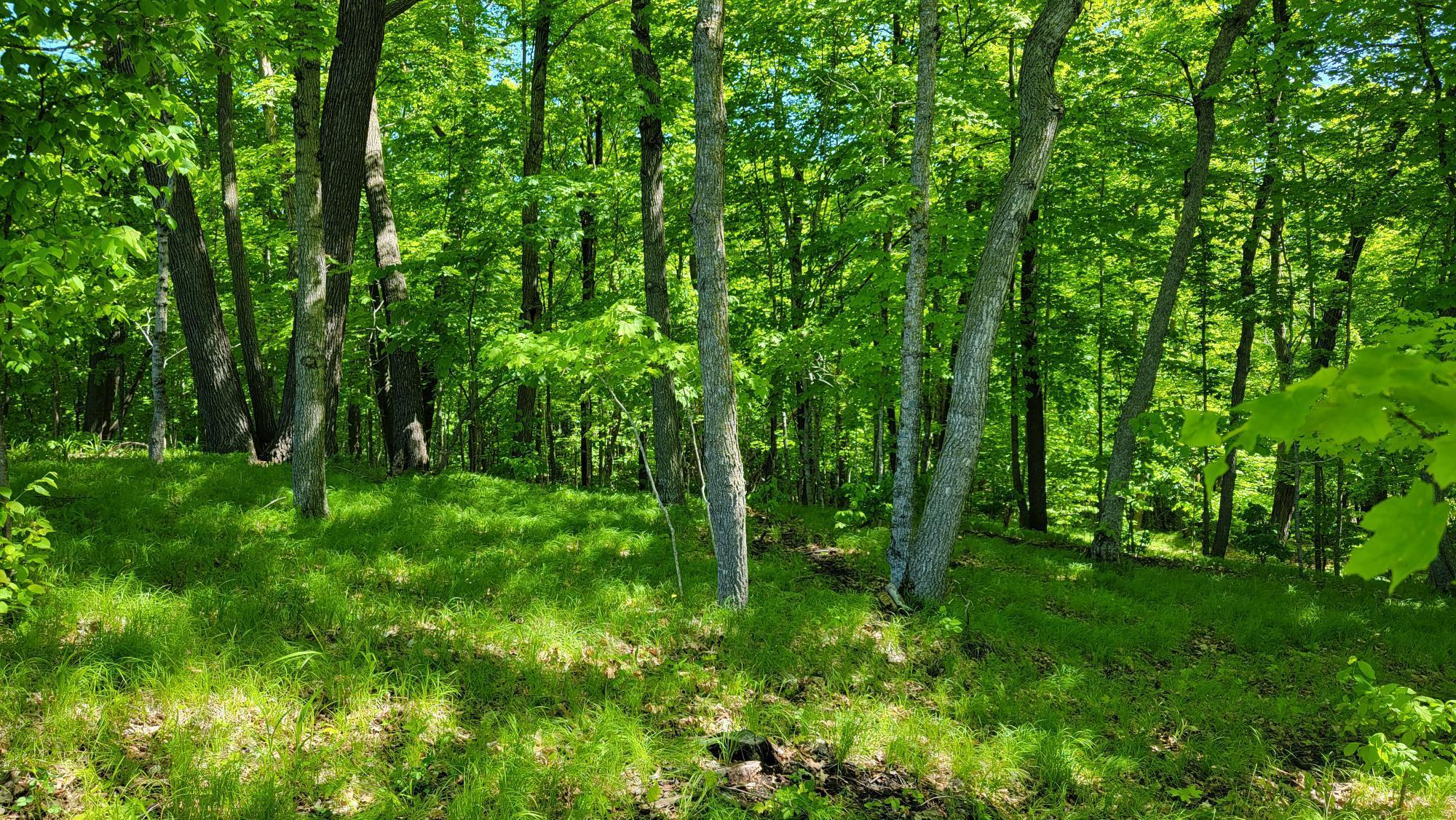 Thick Mature Shade Trees.jpg