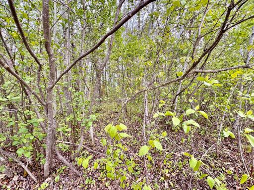 Photo for TBD 22nd St NW, Baudette, MN 56623 - Listing #6720693 TBD 22nd St NW, Baudette, MN 56623