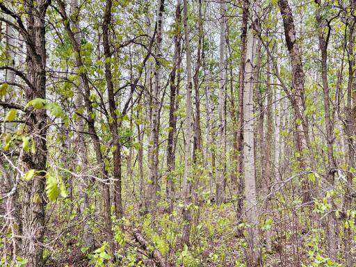 Photo for TBD 22nd St NW, Baudette, MN 56623 - Listing #6720693 TBD 22nd St NW, Baudette, MN 56623