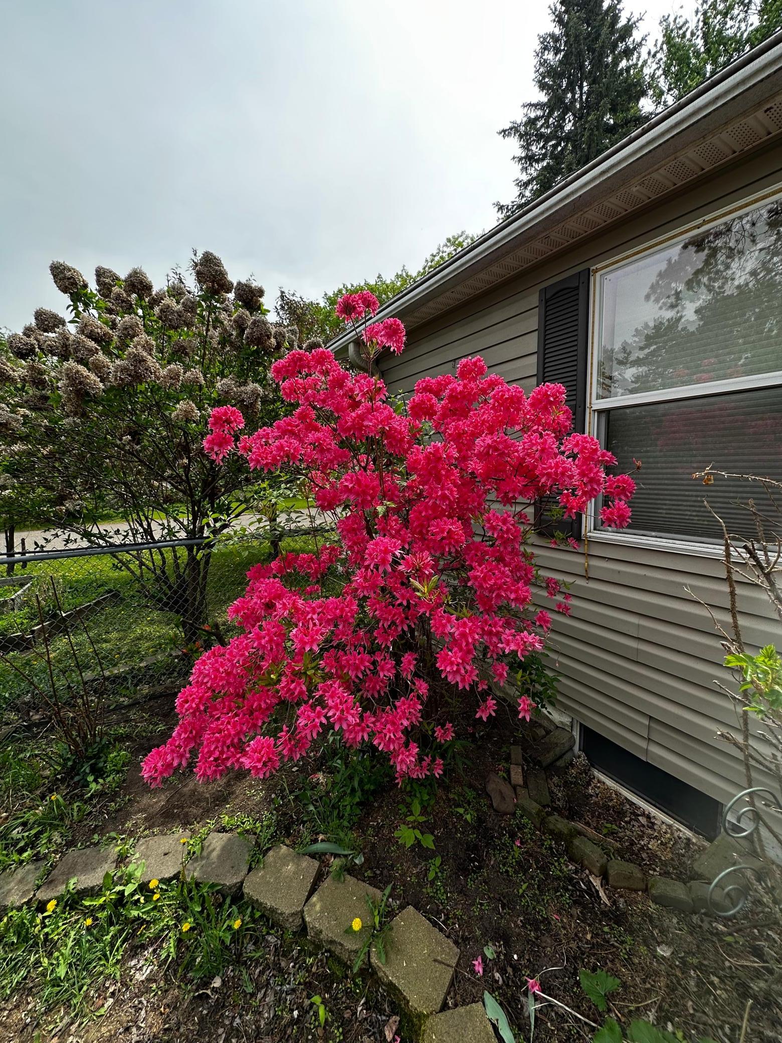 Full Bloom.jpg