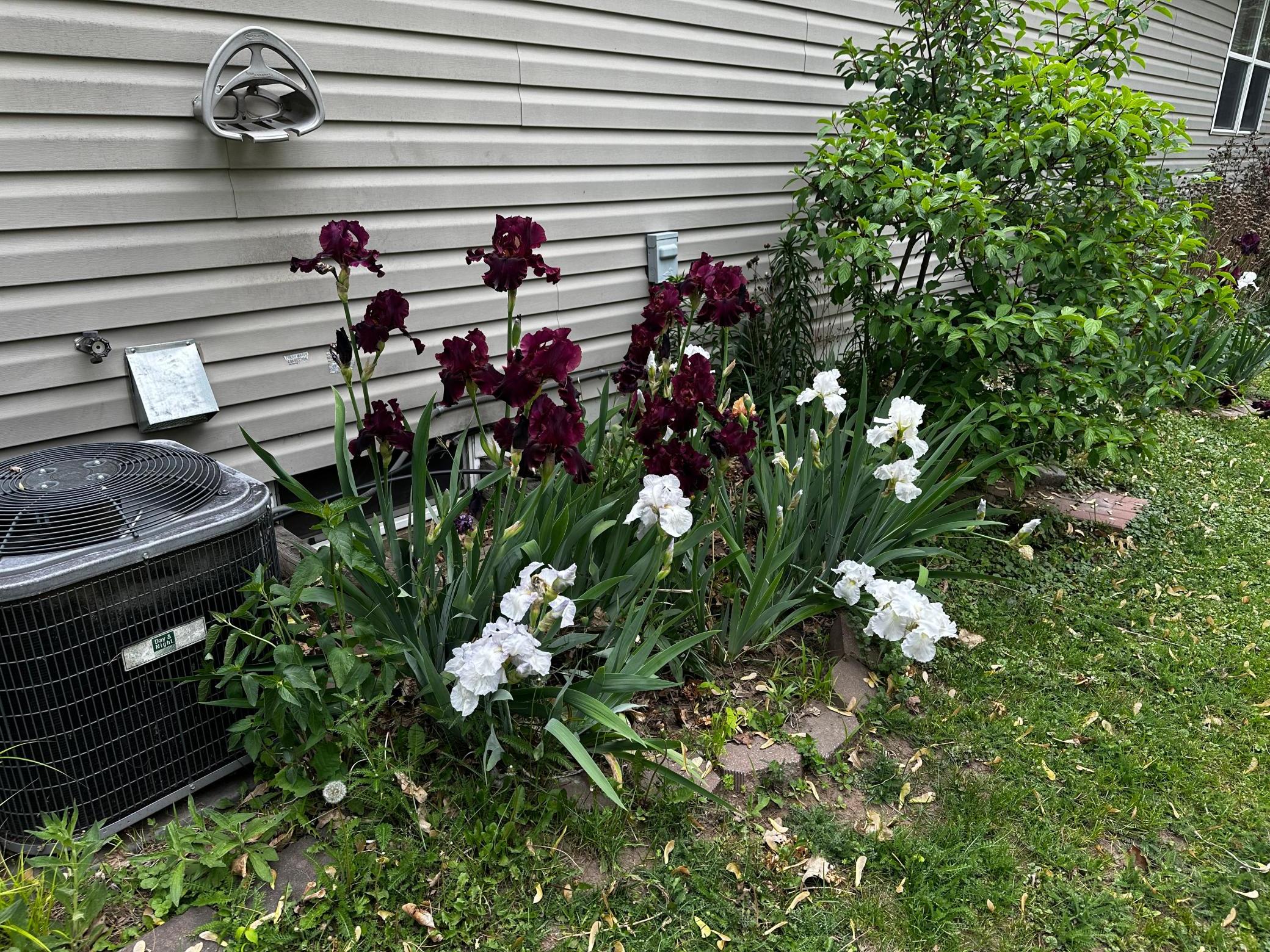 Sweet Flowers.jpg