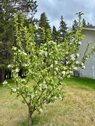 1622 82nd Avenue NW, Williams, MN 56686