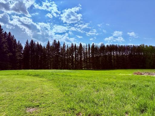 North of barn- tall spruce line the property