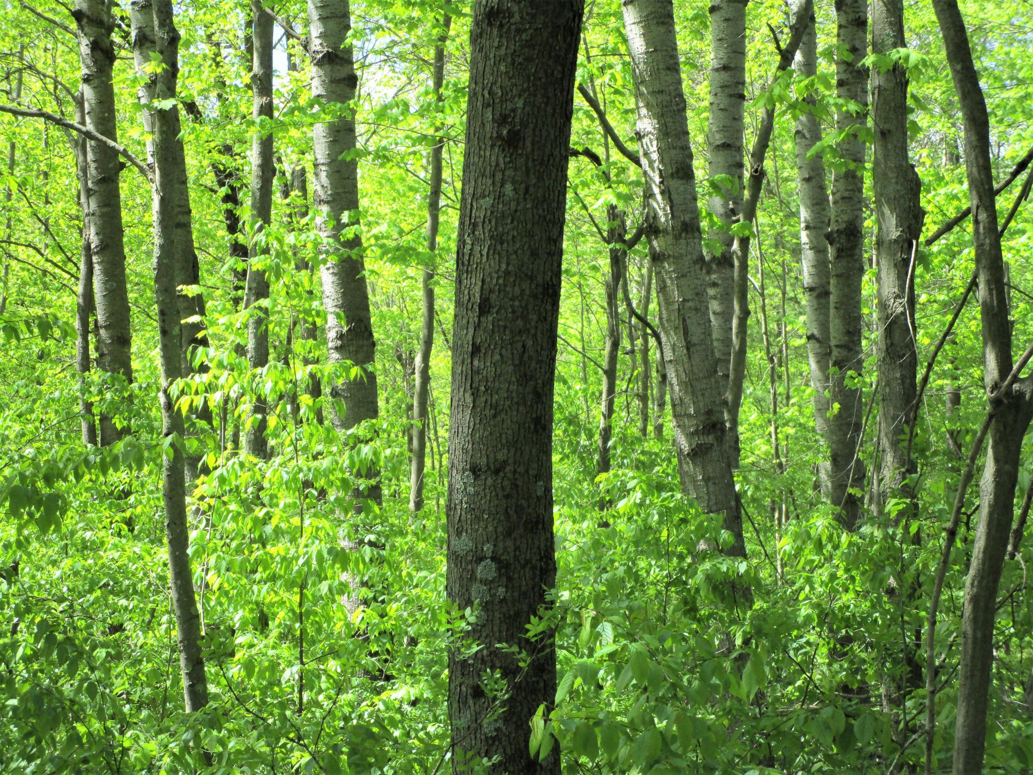 20 Acre Parcel