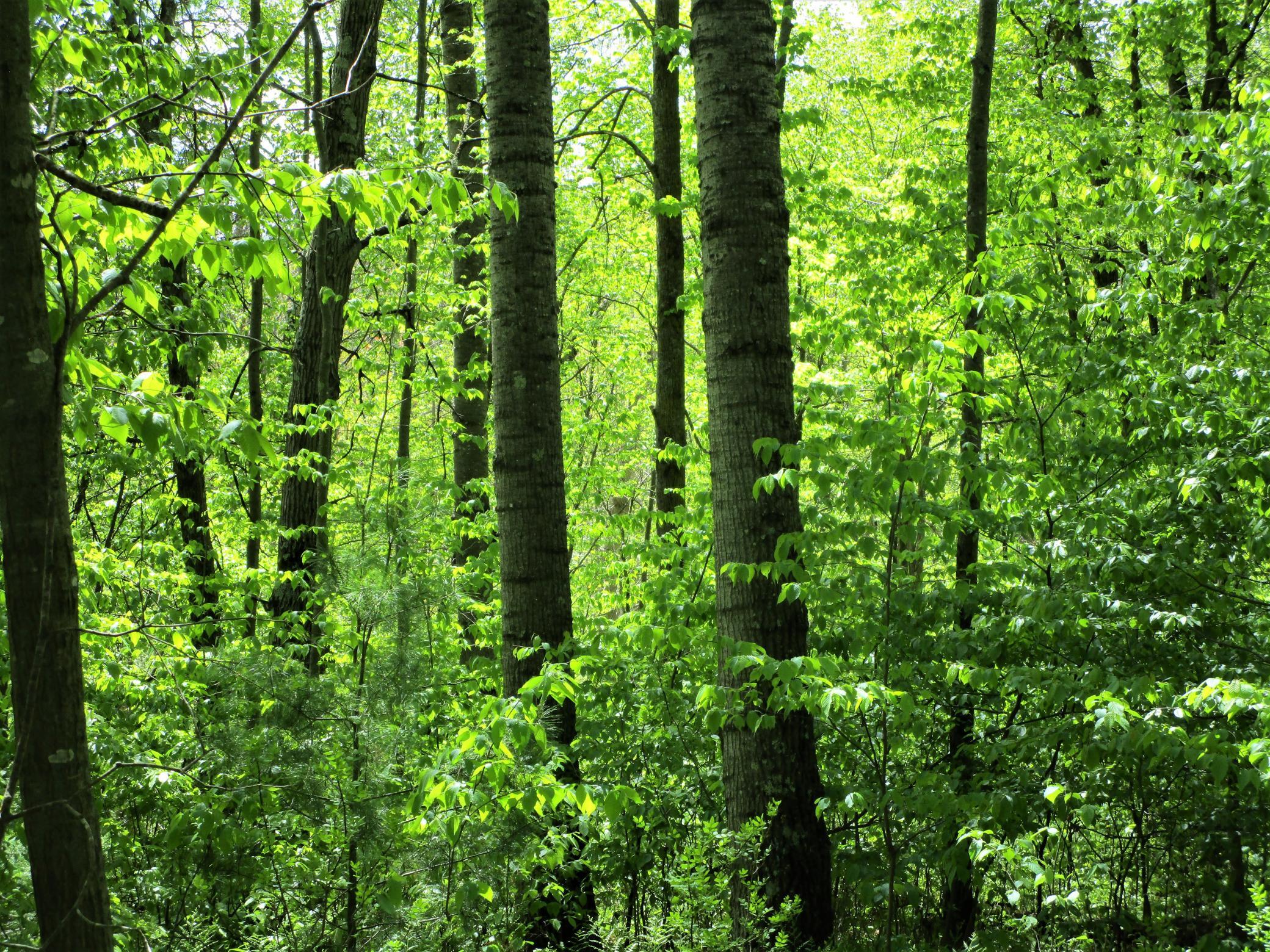 20 Acre Parcel