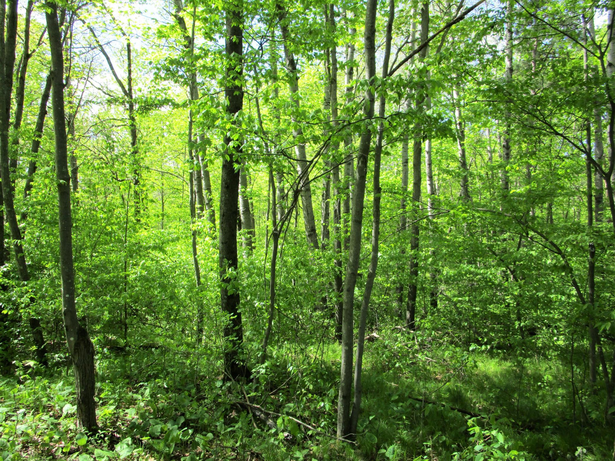 20 Acre Parcel