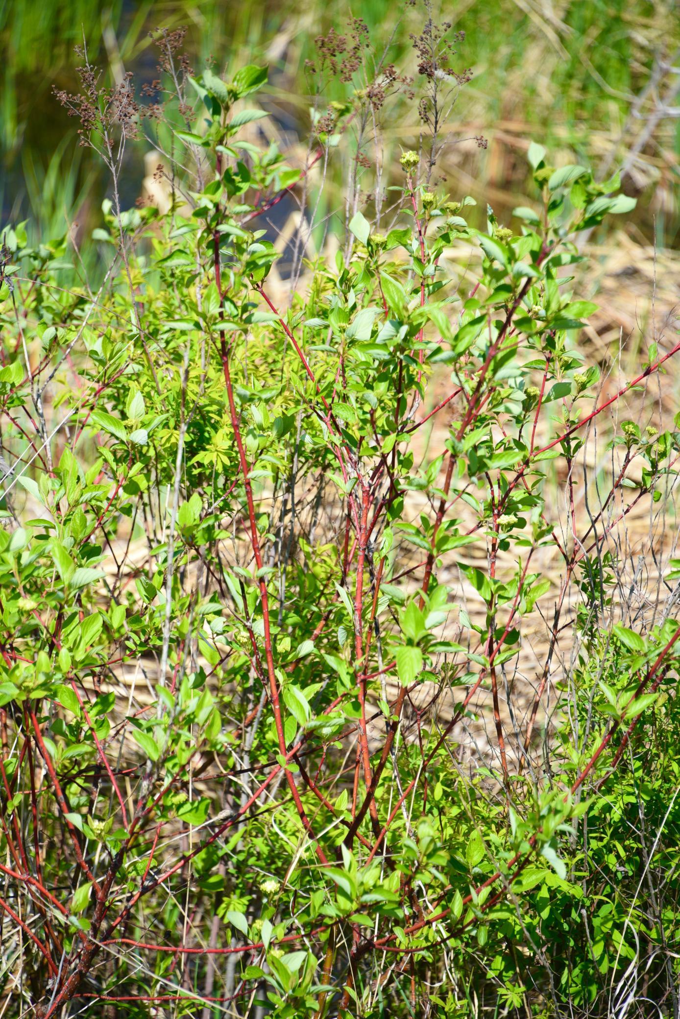 DSC_0251.JPG