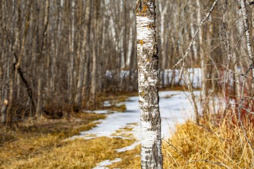 TBD Cormant Road NE, Kelliher, MN 56650