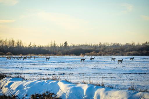 TBD Cormant Road NE, Kelliher, MN 56650