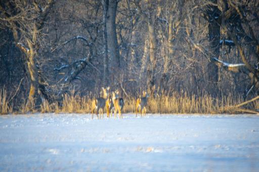 TBD Cormant Road NE, Kelliher, MN 56650