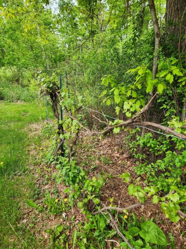 Grape Vines