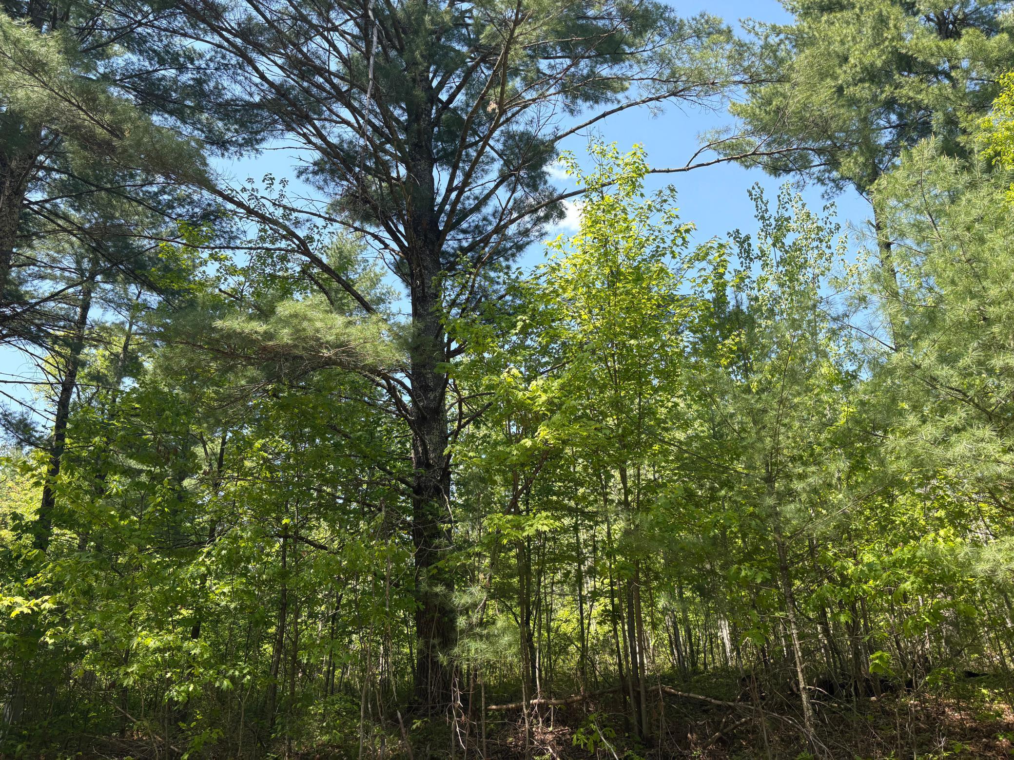 Property photo for TBD Eagle Drive, Danbury, WI 54830