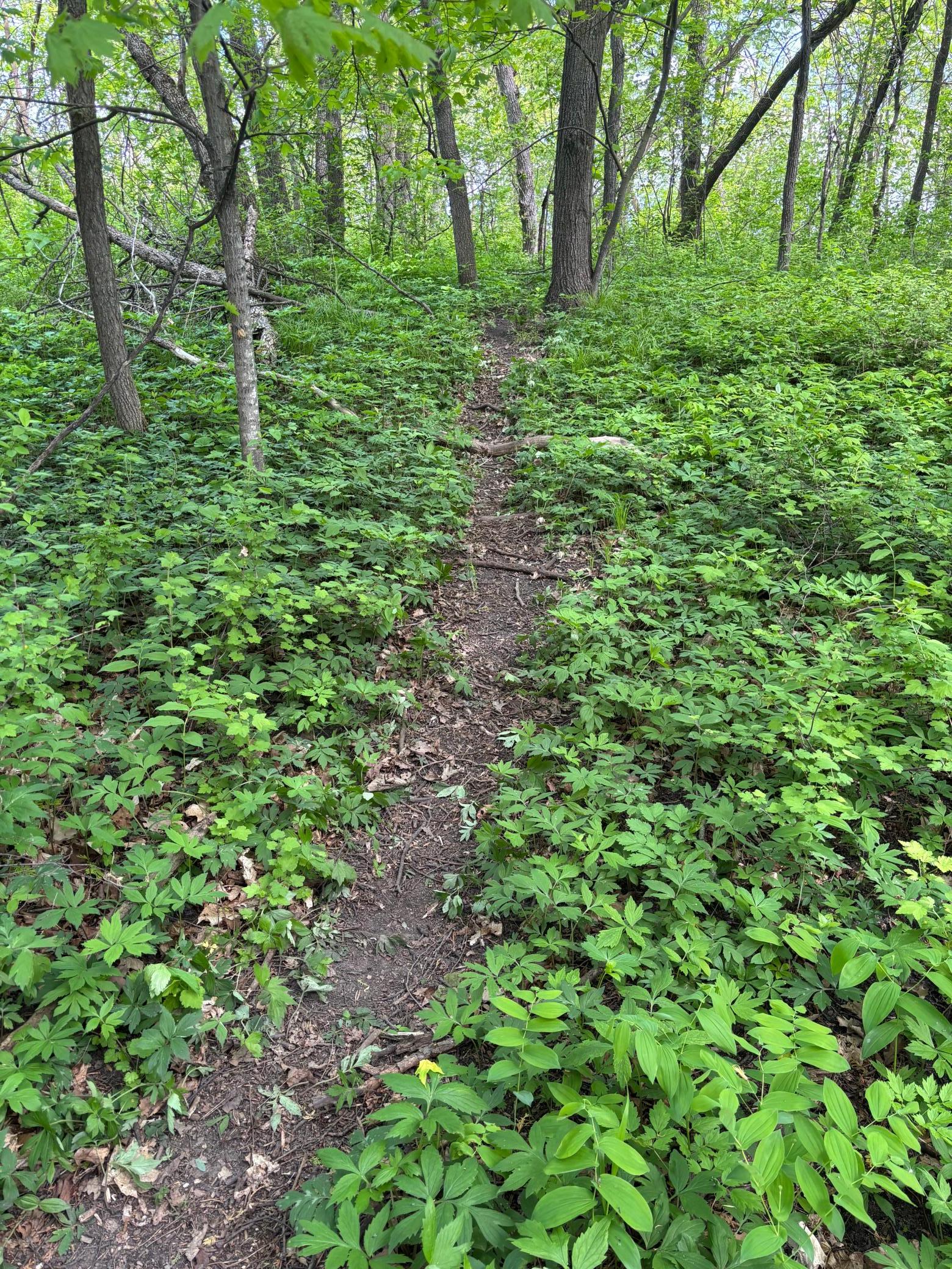 Deer Trail