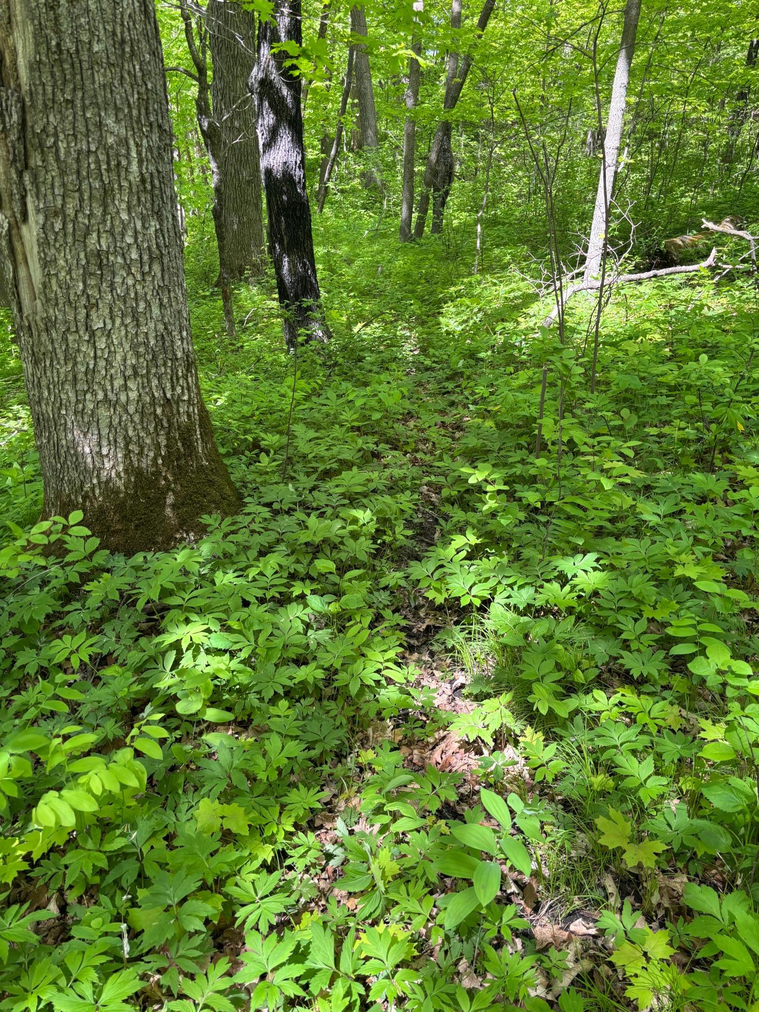Deer Trail
