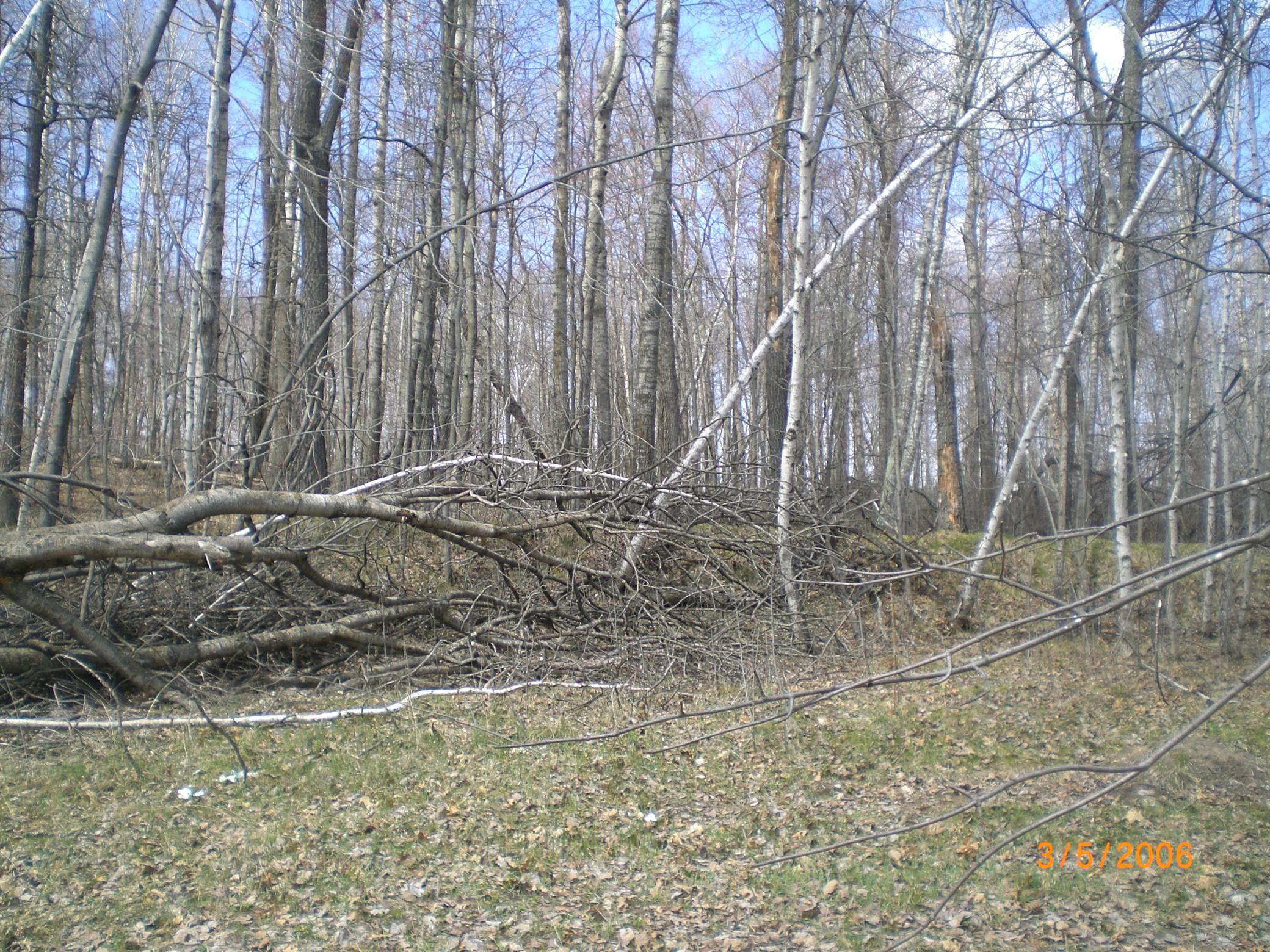 CIMG0011.JPG