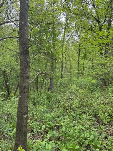 TBD 210TH AVE, Ogilvie, MN 56358