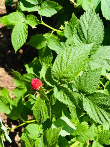 You'll have your own raspberries as these are already large enough to produce!