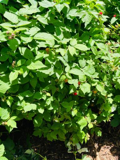 The raspberries act as a partial privacy barrier between you & the next neighbors.