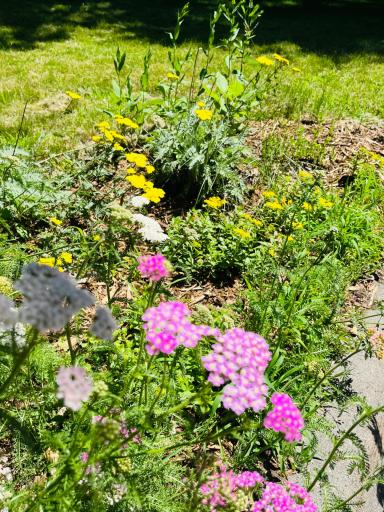 Perennials galore here- which means no planting to get those spring and summer blooms!