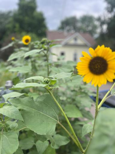 You've already got a healthy patch of sunflowers to welcome you home!
