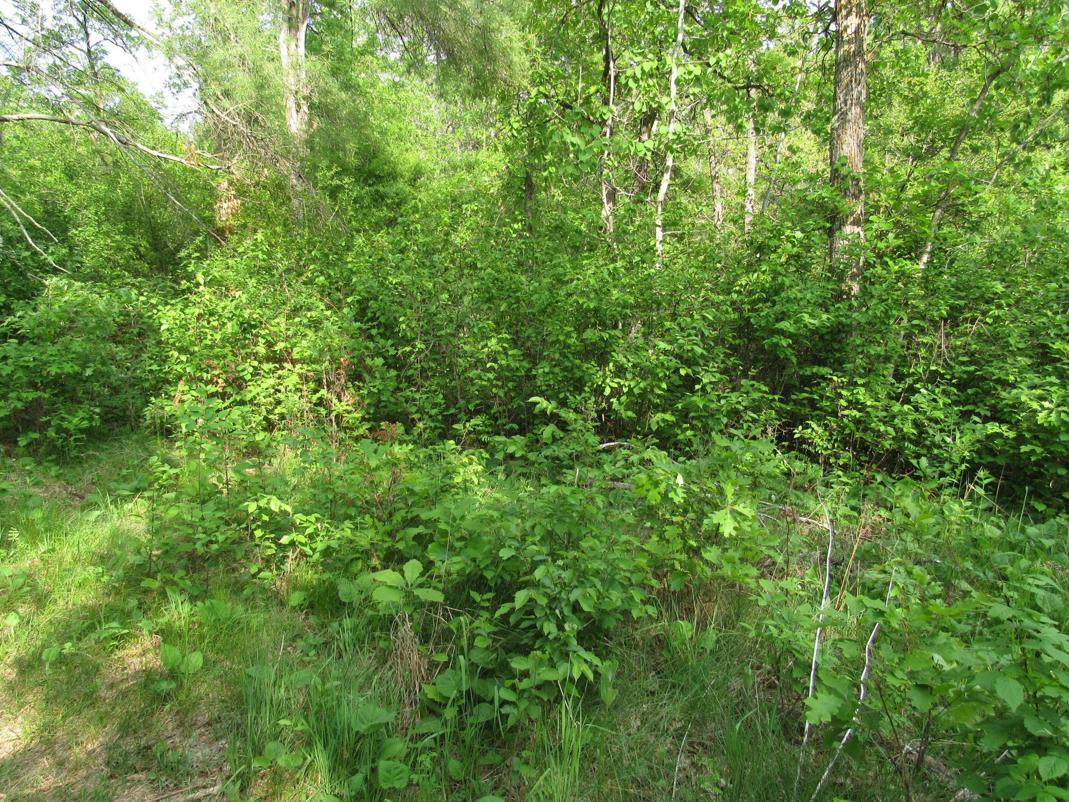 IMG_3017.JPG