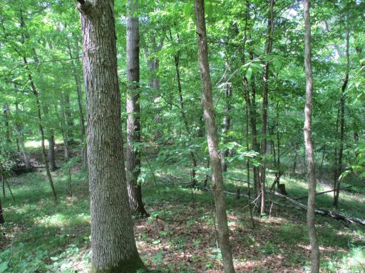 Mostly Northern Hardwoods on the property.