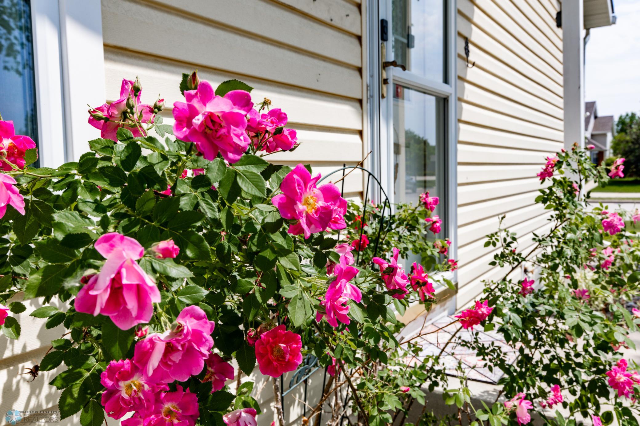 Rose Bush