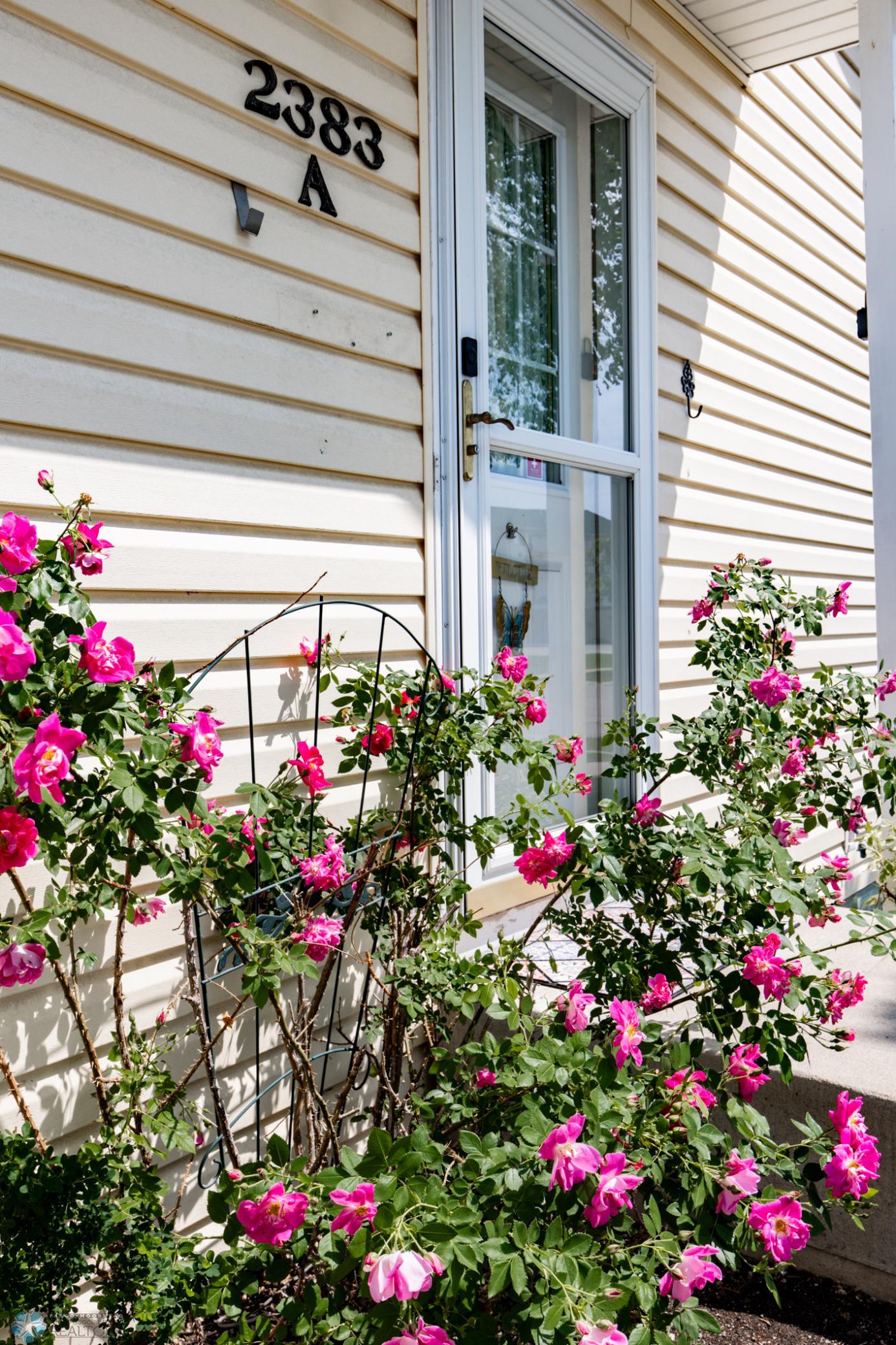 Rose Bush