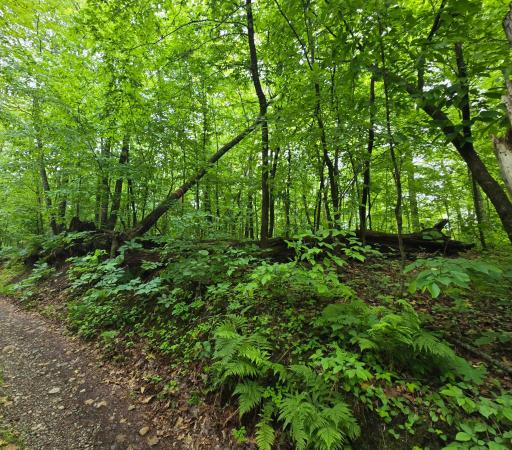 TBD Bollenbacher Road, Brainerd, MN 56401