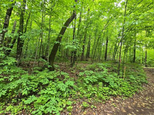 TBD Bollenbacher Road, Brainerd, MN 56401