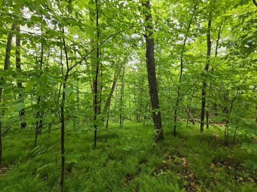TBD Bollenbacher Road, Brainerd, MN 56401