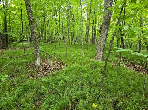 TBD Bollenbacher Road, Brainerd, MN 56401