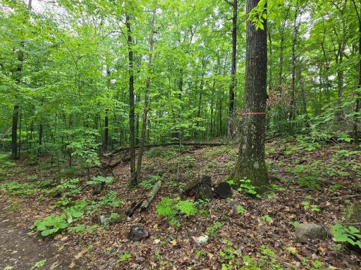 TBD Bollenbacher Road, Brainerd, MN 56401