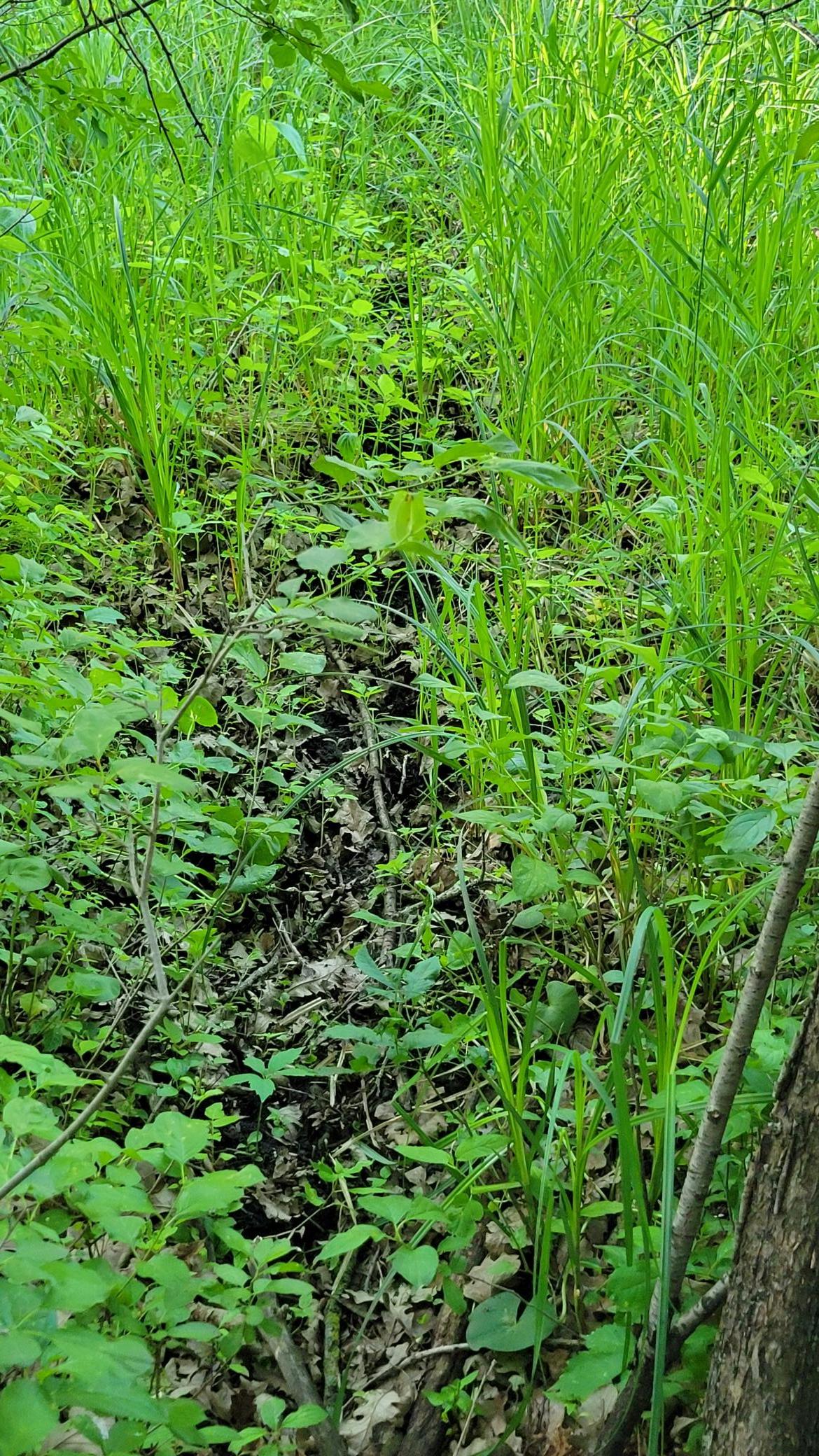 Deer trail