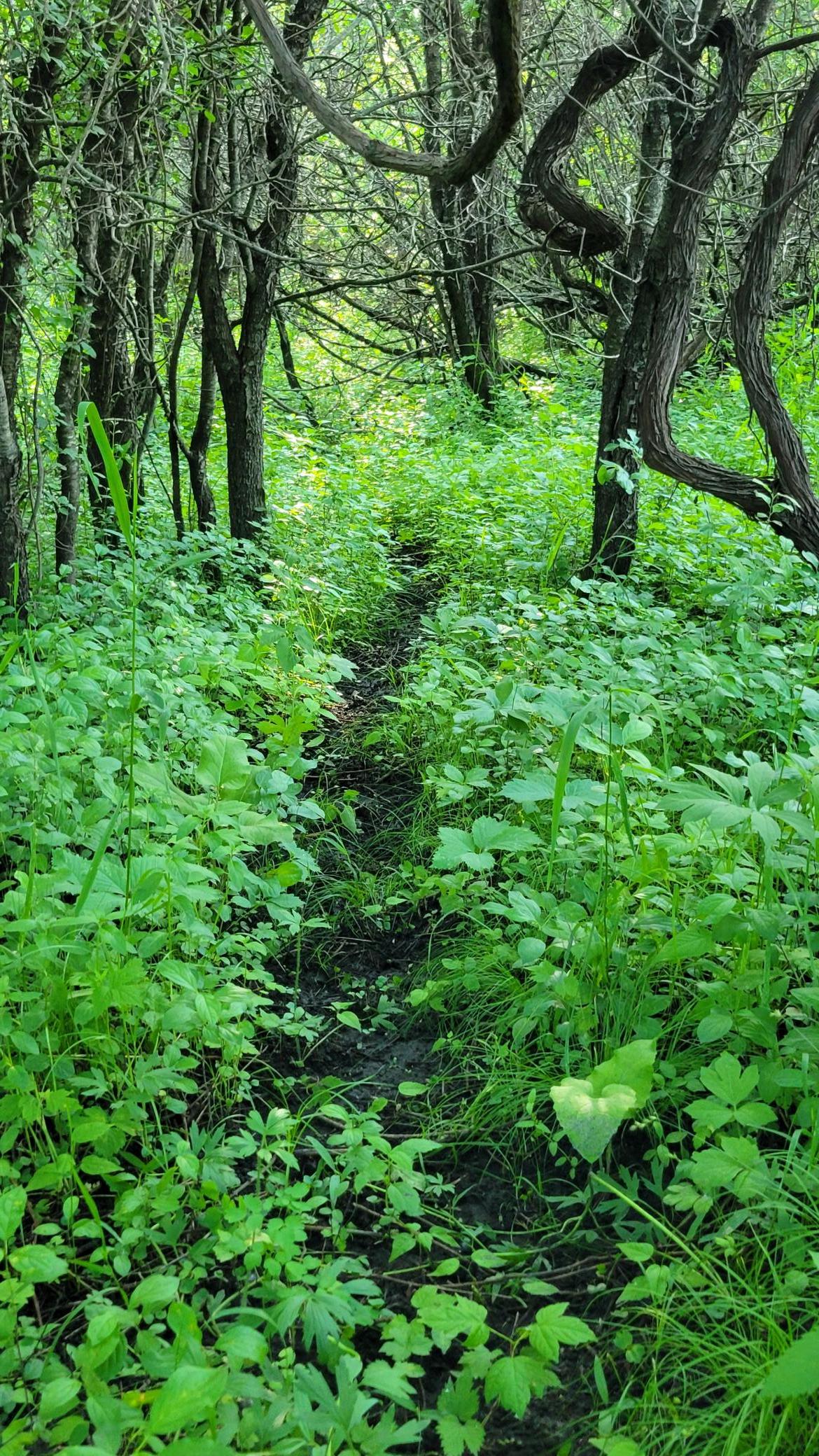 Deer trai