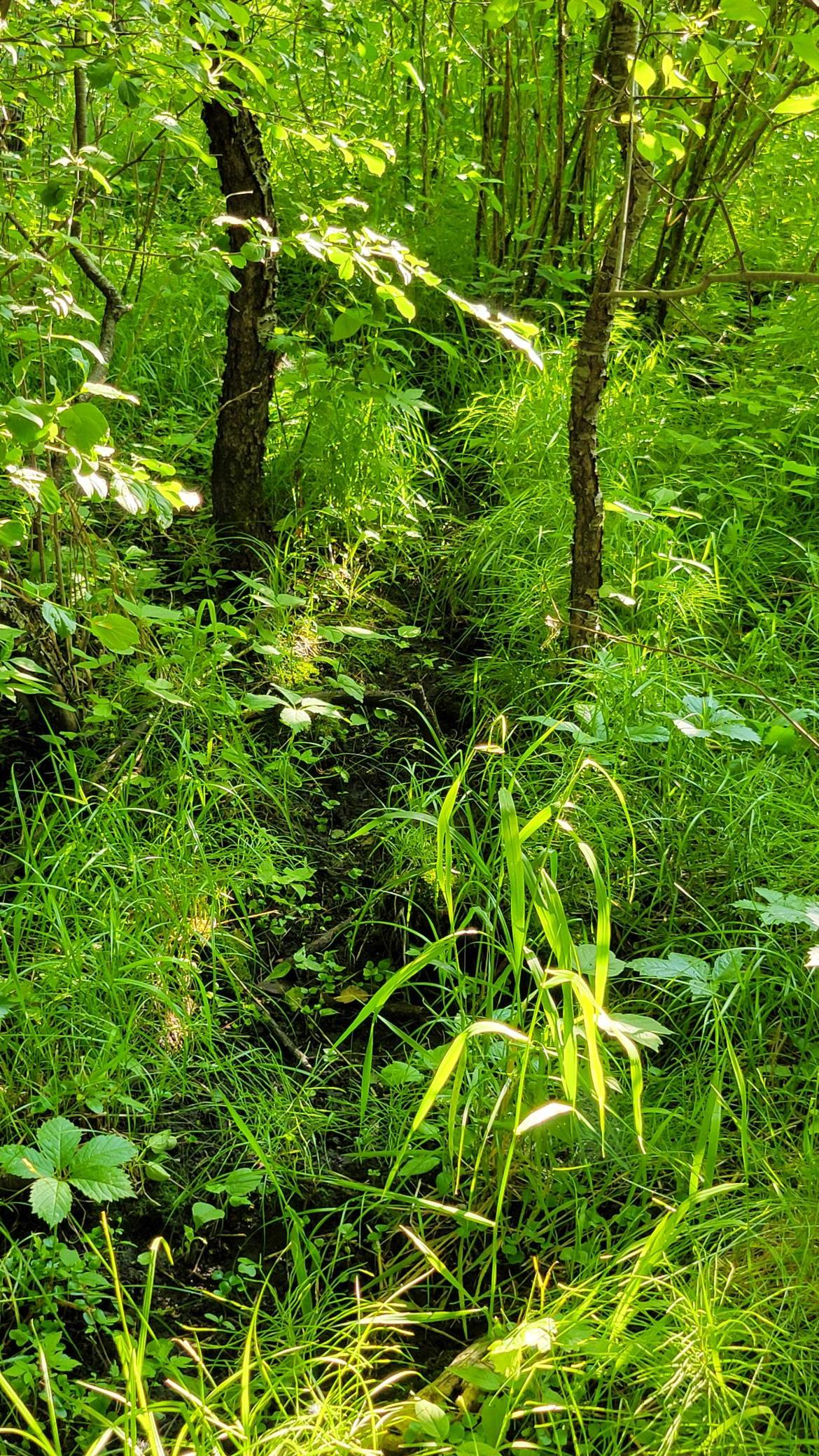 Deer trail
