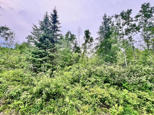 TBD Shuster Rd, Orr, MN 55771