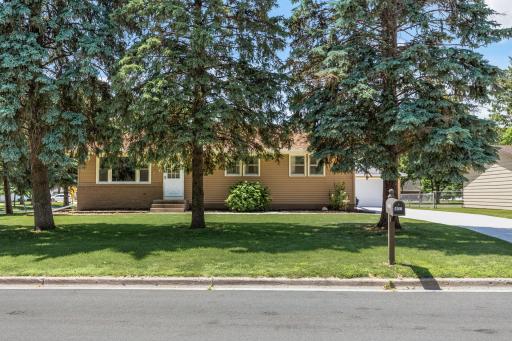 yard bordered by large pine trees