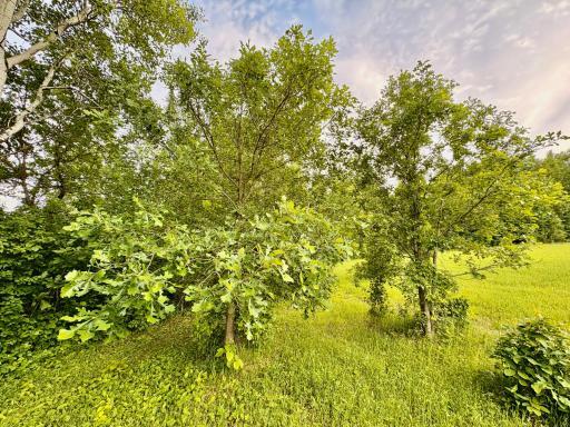 Photo for 11757 State Highway 11 SE, Baudette, MN 56623 - Listing #6740046 11757 State Highway 11 SE, Baudette, MN 56623
