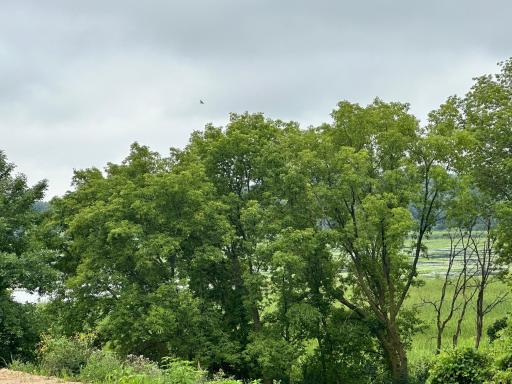 Development opportunity or building your dream home - 3 wooded acres with Lake Views!