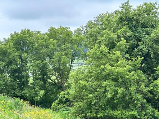 Wooded acreage with Views of Marsh Lake.