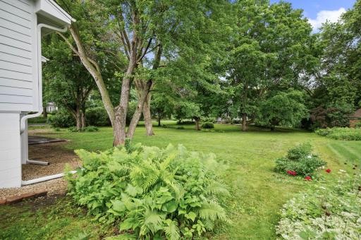 Huge .5 acre flat backyard with ferns, hostas, and peonies!