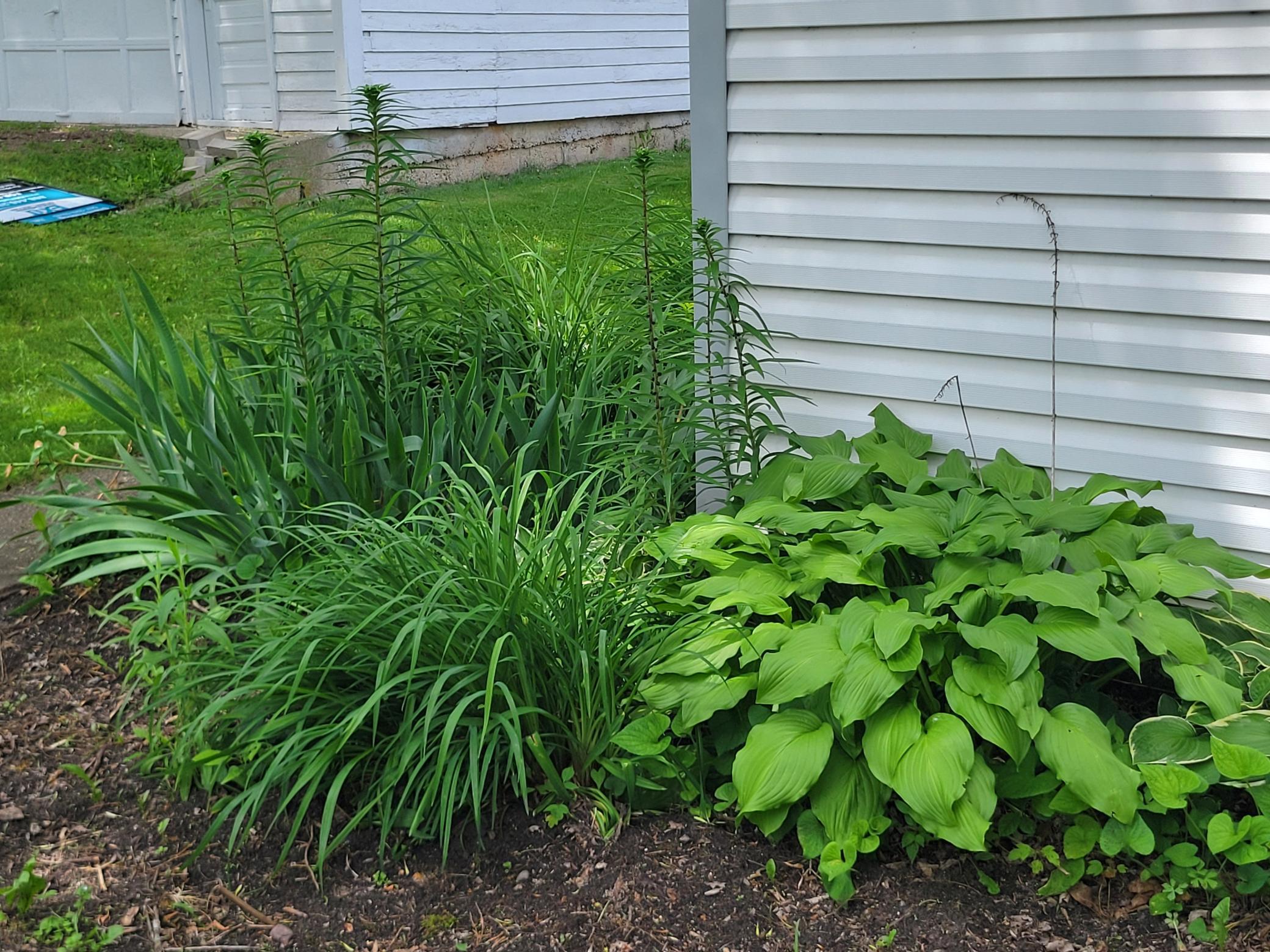 Flowers in front yard